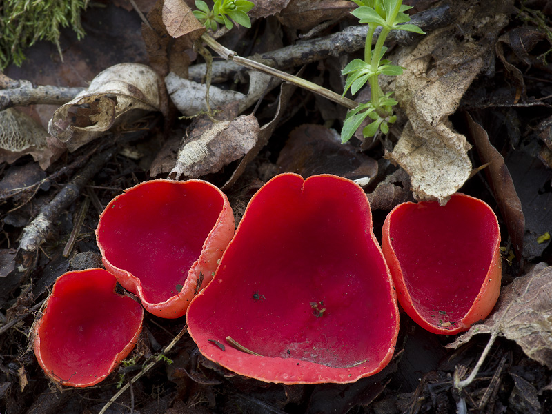 Sarcoscypha jurana